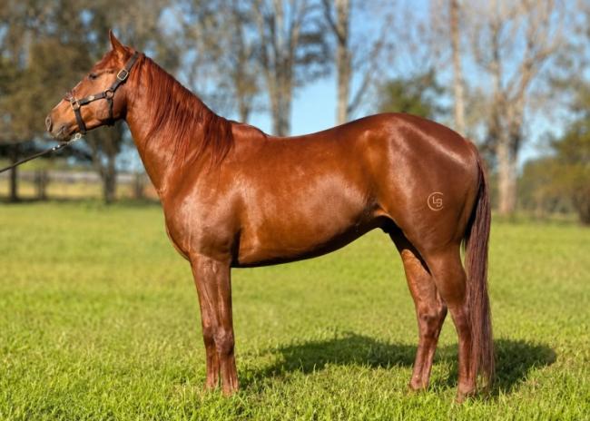 CLB Iron Quickbedash - cavalo quarto de milha a venda