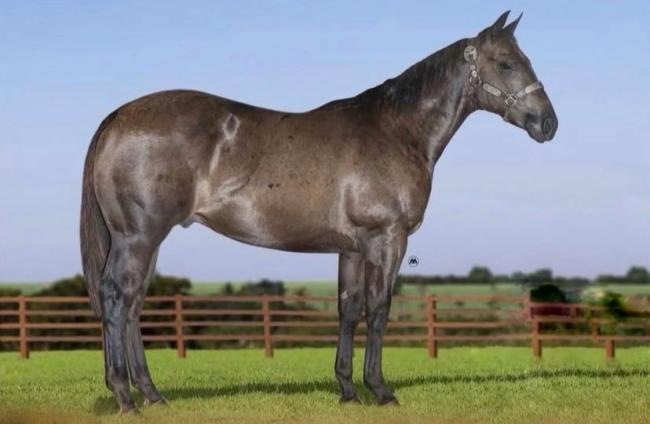 Pierre Desing HNSA Quarto de Milha à venda no site N1 Cavalos em 50 parcelas