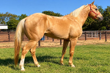 Dual Dollar Cielo quarto de milha a venda no N1 Cavalos