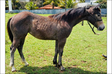 Quarto de Milha à venda no N1 Cavalos