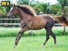 Bless Dual Lena - Fêmea - 28/072020 - Dual Lena Pep x Invicta Fly, Signed To Fly