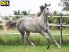Billy Pep Mansguy - Macho - 03/11/2020 - DUAL LENA PEP x VIC FLY MANSGUY HHT, VICTORY FLY VM