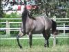 Best Dual Fame - macho - 01/11/2020 - DUAL LENA PEP x TCHUCA TA FAME EK, AIM TA FAME