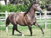 Big Boy Fame - macho - 14/08/2020 - Dual Lena Pep x BUTERFLY TA FAME, DASH TA FAME