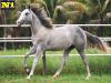 Billy Pep Mansguy - Macho - 03/11/2020 - DUAL LENA PEP x VIC FLY MANSGUY HHT, VICTORY FLY VM