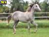 Billy Pep Mansguy - Macho - 03/11/2020 - DUAL LENA PEP x VIC FLY MANSGUY HHT, VICTORY FLY VM
