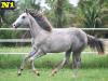 Billy Pep Mansguy - Macho - 03/11/2020 - DUAL LENA PEP x VIC FLY MANSGUY HHT, VICTORY FLY VM