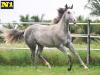 Billy Pep Mansguy - Macho - 03/11/2020 - DUAL LENA PEP x VIC FLY MANSGUY HHT, VICTORY FLY VM