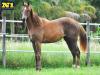 Bless Dual Lena - Fêmea - 28/072020 - Dual Lena Pep x Invicta Fly, Signed To Fly
