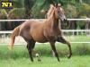 Bless Dual Lena - Fêmea - 28/072020 - Dual Lena Pep x Invicta Fly, Signed To Fly