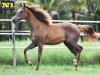 Bless Dual Lena - Fêmea - 28/072020 - Dual Lena Pep x Invicta Fly, Signed To Fly