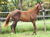 Bless Dual Lena - Fêmea - 28/072020 - Dual Lena Pep x Invicta Fly, Signed To Fly