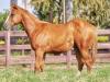 Vechi Moon - macho - 31/12/2020 - EXCLUSIVE MOON x VIDA COOL CAT SZ, MR JAY DUSK