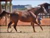 Cat Rebel Dash - Fêmea - 19/08/2017 - DASH TOL FAME x MISSIN REBEL, MISSIN JAMES 