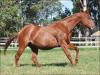 Rosey Fly - Fêmea - 16/10/2003 - SIGNED TO FLY x ROSEY JET, EXTRA EASY