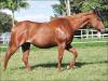 Rosey Fly - Fêmea - 16/10/2003 - SIGNED TO FLY x ROSEY JET, EXTRA EASY