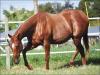 Rosey Fly - Fêmea - 16/10/2003 - SIGNED TO FLY x ROSEY JET, EXTRA EASY