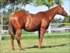 Rosey Fly - Fêmea - 16/10/2003 - SIGNED TO FLY x ROSEY JET, EXTRA EASY