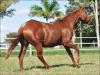 Rosey Fly - Fêmea - 16/10/2003 - SIGNED TO FLY x ROSEY JET, EXTRA EASY