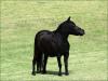 Venda de Mini Horse no site N1 Cavalos