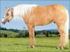 Cavalo quarto de milha a venda neto de WIMPYS LITTLE STEP