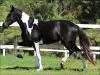 Mangalarga à venda no N1 Cavalos