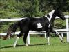 Mangalarga à venda no N1 Cavalos