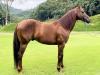 Monaco Fame Ease - cavalo quarto de milha de três tambores 