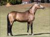 Mangalarga anunciado no site N1 Cavalos