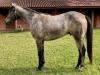 Sono Anya IM BC - cavalo quarto de milha a venda