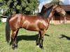 Ze Li Liu EK - cavalo quarto de milha de três tambores a venda