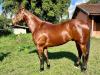 Ze Li Liu EK - cavalo quarto de milha de três tambores a venda