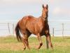Luke Leo Flit - cavalo quarto de milha de três tambores a venda