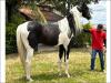 Mangalarga Pampa a venda no N1Cavalos