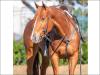 Adele Perks Moon quarto de milha venda N1Cavalos femea
