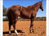 EF Howdy By Lock quarto de milha a venda no N1Cavalos cavalo