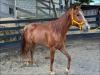 venda de cavalo Quarto de Milha